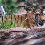 Nainital News: खेत में रखवाली कर रहे युवक को बाघ ने बनाया निवाला,लोगो मे आक्रोश