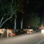 हल्द्वानी: आवारा पशुओं की झुंड ने ढाबा संचालक की ले ली जान,