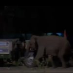 उत्तराखंड:हाईवे पर हाथियों का आतंक, कांवड़ियों की गाड़ियों पर हमला, पलटी ट्राली -खौफनाक वीडियो आया सामने-VIDEO