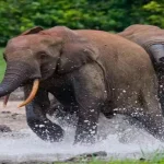 उत्तराखंड:सड़क पर फिसलकर धड़ाम गिरे गजराज, कॉलोनी में घुसा था हाथियों का झुंड, देखें VIDEO