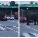 उत्तराखंड:हाईवे पर हाथी ने कार पर बोला हमला, बाल-बाल बचे लोग -देखे VIDEO