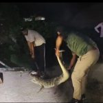 उत्तराखंड: घर में घुसकर मगरमच्छ ने मचाया तांडव,वन विभाग के उड़े होश-देखे-VIDEO