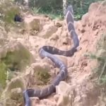 उत्तराखंड: पहाड़ पर 12 फिट का नाग सांप,फैलाई दहशत, नाग देखते चीखने लगे लोग- वीडियो देख हो जाएंगे हैरान-VIDEO