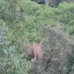 Nainital News:उत्‍तराखंड में पहाड़ पर चढ़े हाथी, गजराज का वीडियो हुआ वायरल, नजारा देख लोग हुए हैरान-VIDEO