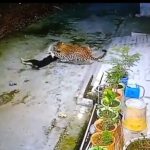 उत्तराखंड:गुलदार ने कुत्ते को बनाया निवाला, CCTV कैमरे में रूह कंपाने वाला वीडियो-VIDEO