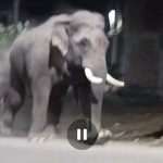 उत्तराखंड:हाथियों के झुंड पहुचां सड़क पर मची अफरातफरी, लोगो ने भागकर बचाई जान-VIDEO