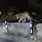 हल्द्वानी: सड़क पर गुलदार का मस्ती, वीडियो आया सामने-VIDEO