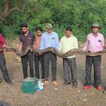 उत्तराखंड में मिला अब तक का विशालकाय अजगर, 18 फीट लंबा देख लोगों के होश हुए फाख्ता-देखे-VIDEO