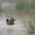 12 साल के बालक को मगरमच्छ जिंदा खा गया, जबड़े में दबाया, उछाला और लील गया; वीडियो देख रोंगटे हो जाएंगे खड़े -VIDEO