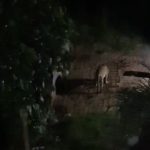 हल्द्वानी: गुलदार का आतंक ,दुकान जा रहे 10 साल के मासूम पर किया हमला; बच्चे ने बमुश्किल बचाई जान,-देखे-VIDEO